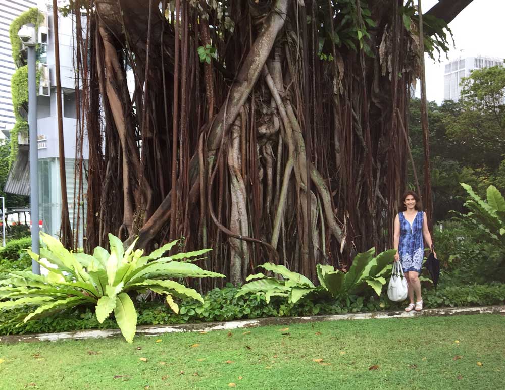 ficus-singapour-galka