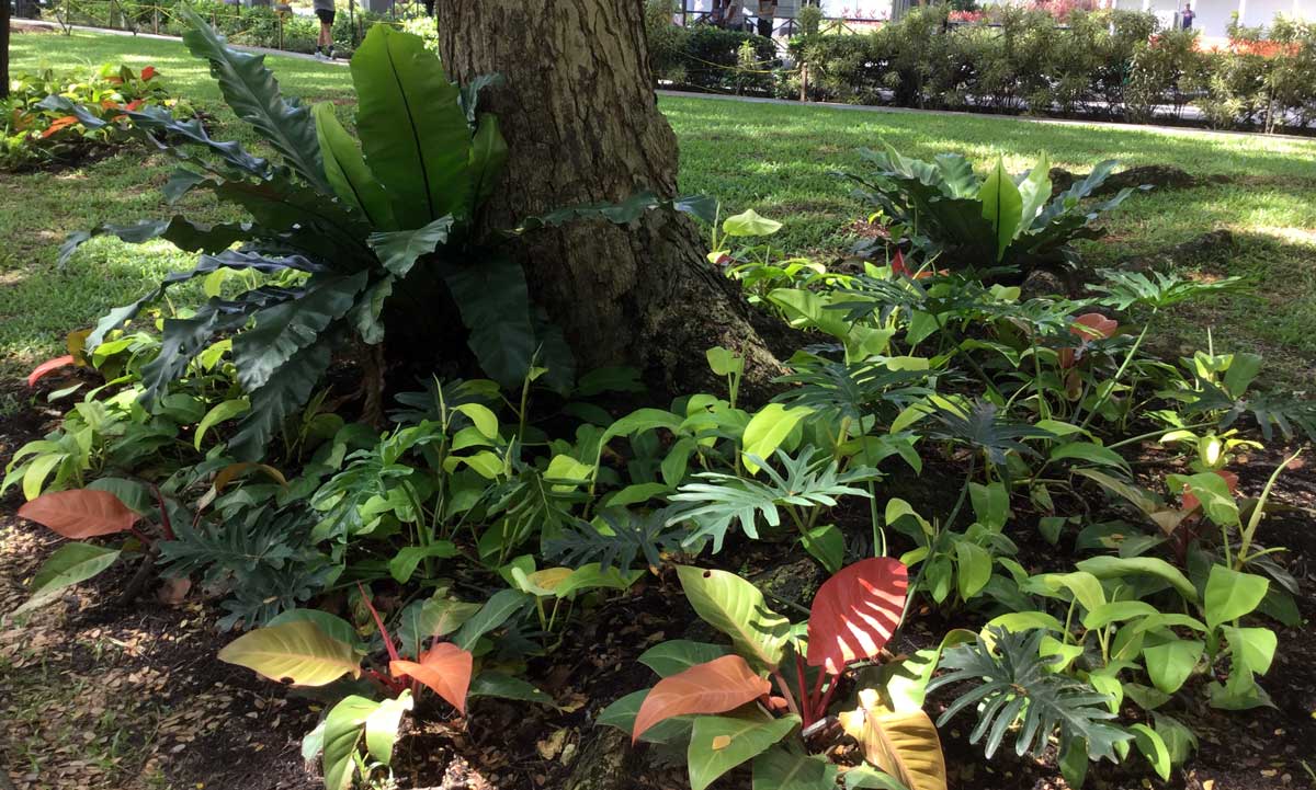 plantes-singapour